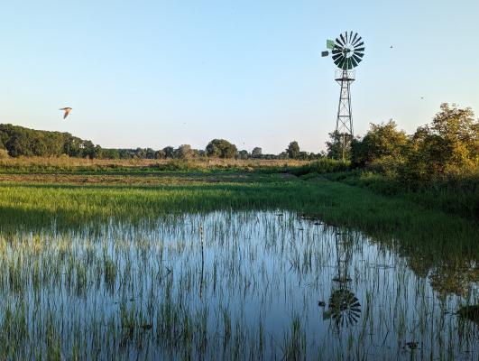 Windwasserpumpe W 4012 am Feuchtgebiet der Biologischen Station Hohenau-Ringelsdorf