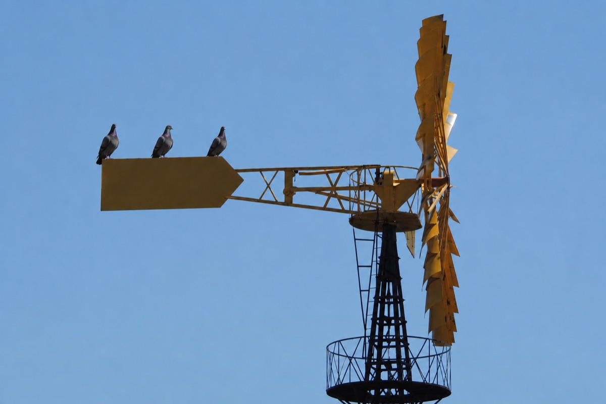 Tauben auf dem Windrad der Windwasserpumpe